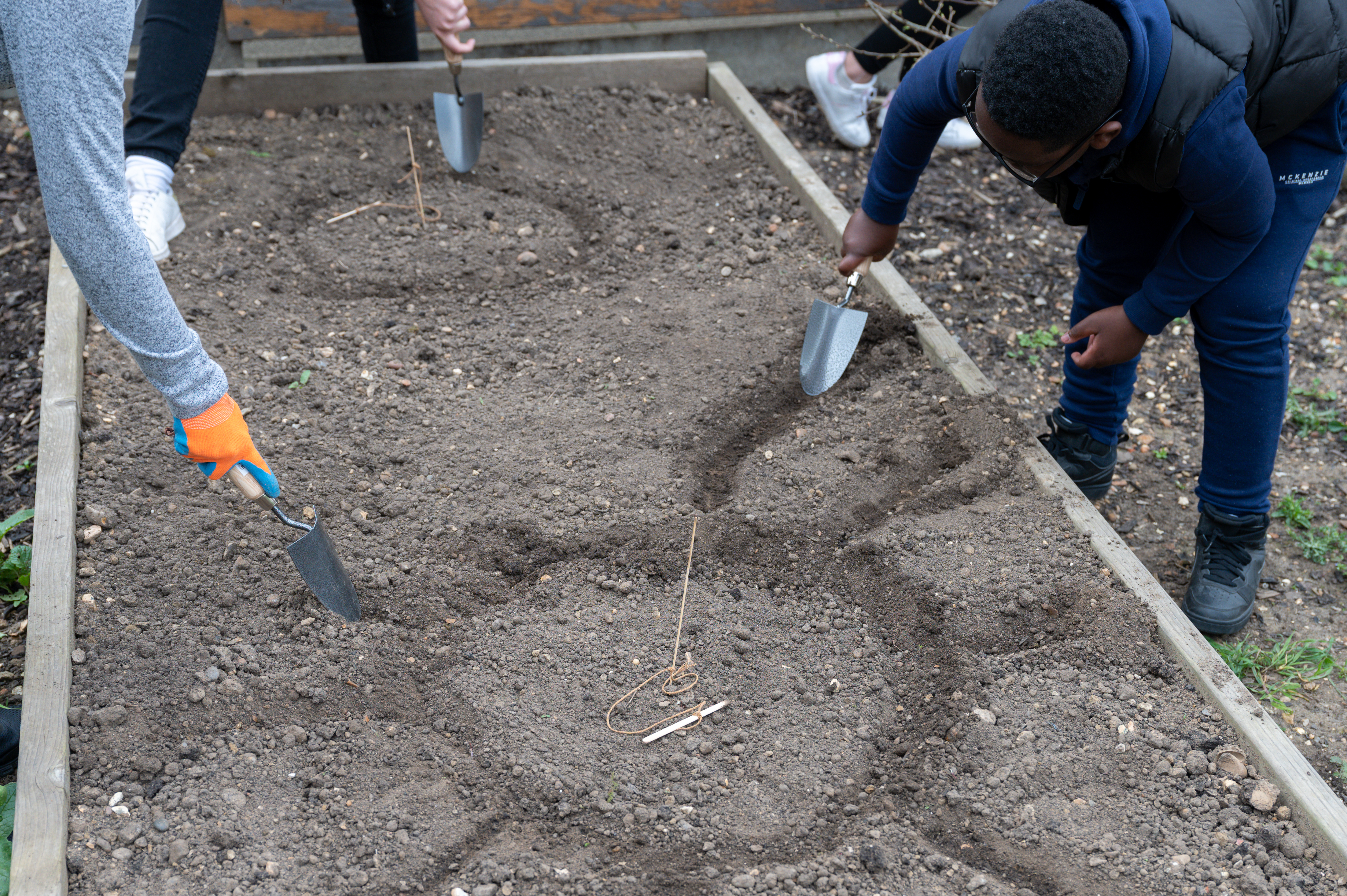children and adults dig a pattern in soil using trowels