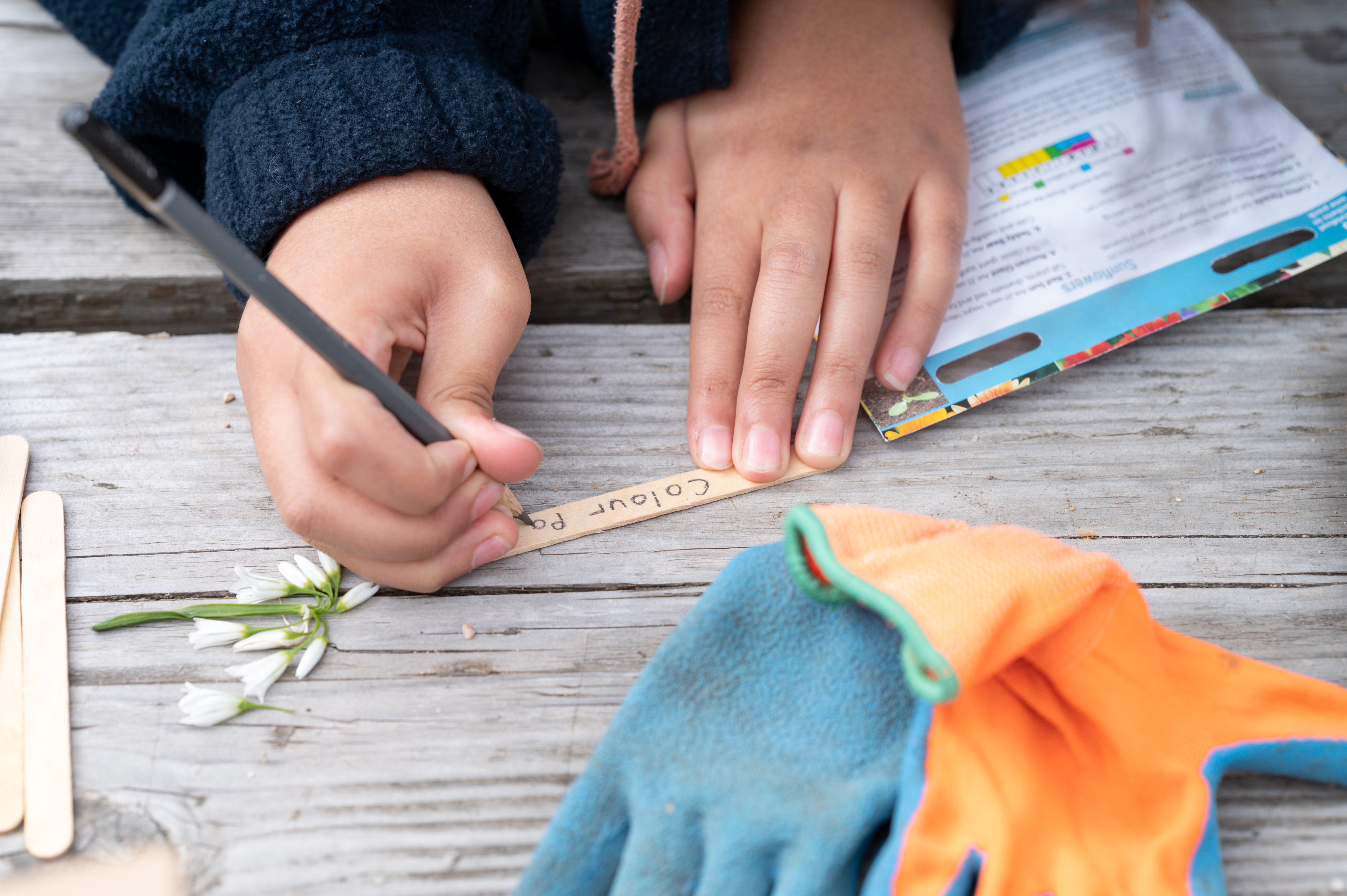 Child writes using pencil on lolly stick the word 'colour' to label a plant